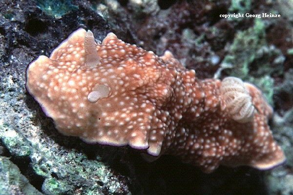 Chromodoris spE